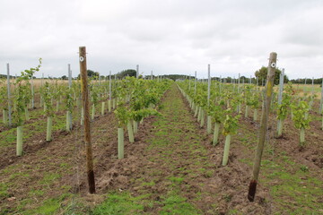 Fototapeta na wymiar Anbau von Riesling-Reben auf der Insel Föhr | Cultivation of Riesling vines on the island of Föhr