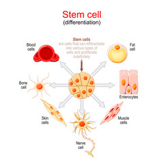 Stem cell differentiation.