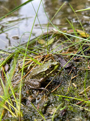 Small from at the edge of a pond