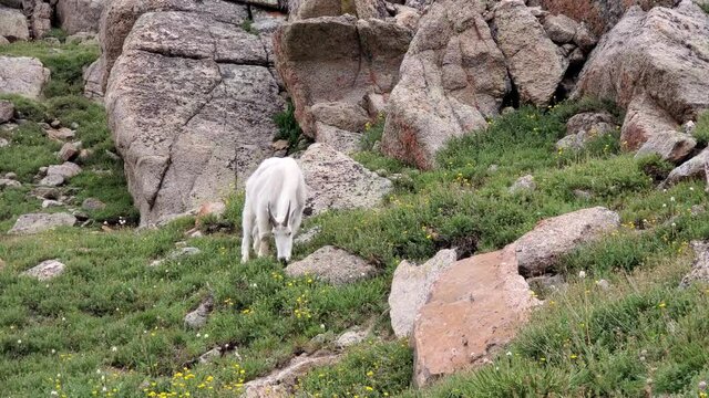 Mountain Goat - Oreamnos americanus - grazing on rocky slope in Summit Lake Park on Mount Evans, Colorado in summer 4K.