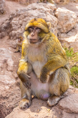 Portrait of an old wild barbary ape in Morocco