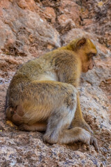 Wild barbay ape in Morocco