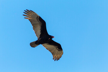 vulture in flight