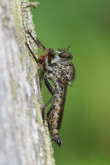 Asilidae fly devouring another insect