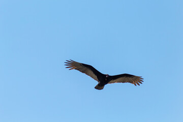 vulture in flight