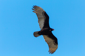 vulture in flight