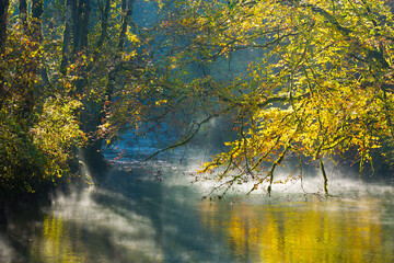 autumn in the forest