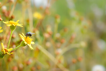 Fly on a flower