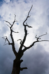 dead tree against sky