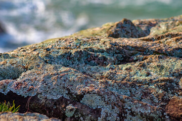 lichen on stone