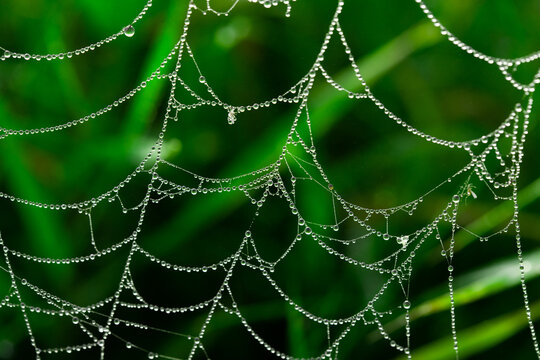 Spider web with dewdrops in the early morning on the grass macro phoo