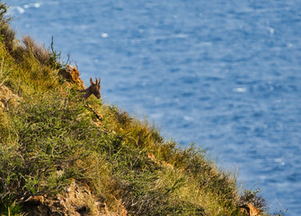 Goral on a grassy coastal cliff with the blue ocean water iin the background