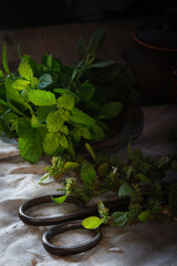 Melissa plants in metal plate, preparing for drying in rustic kitchen