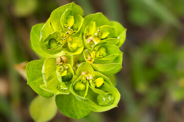Soft focus of a sun spurge flowers at a field