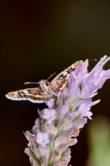 Butterfly / Moth on lavender flower