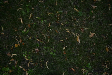 Autumn leaves in the grass.