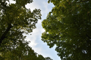 Trees in the sky.