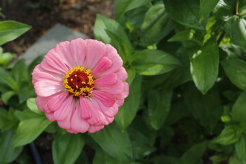 Zinnia Flower Garden