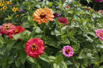 Zinnia Flower Garden