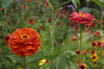 Zinnia Flower Garden