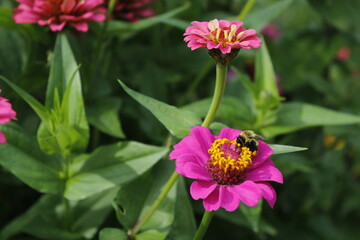 Zinnia Flower Garden