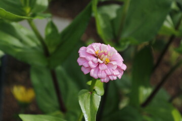 Zinnia Flower Garden