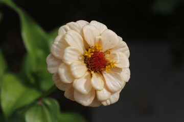 Zinnia Flower Garden