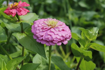 Zinnia Flower Garden