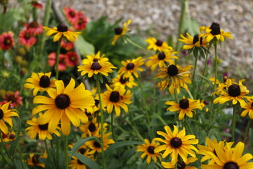 Rudbeckia, Black-Eyed Susans