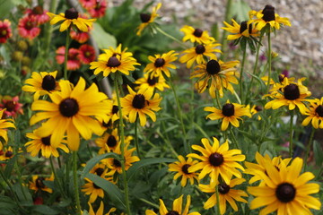 Rudbeckia, Black-Eyed Susans