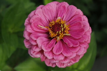 Zinnia Flower Garden