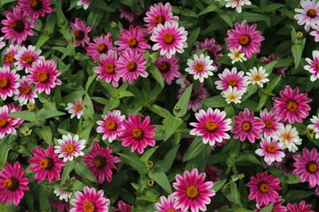 Zinnia - Zinnia angustifolia kunth