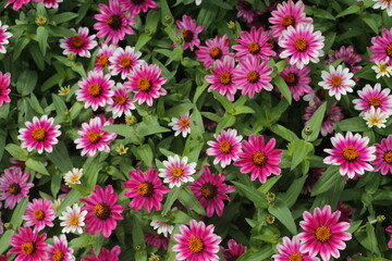 Zinnia - Zinnia angustifolia kunth