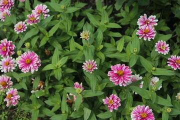Zinnia - Zinnia angustifolia kunth
