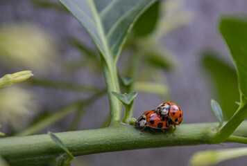 ladybug on leaf