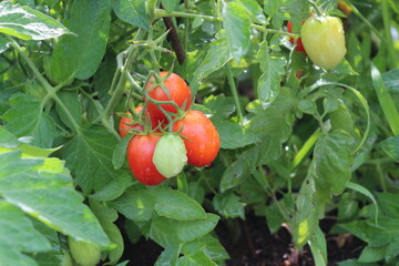 Fresh Tomatoes on a Vine