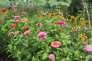 Zinnia Flower Garden