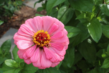 Zinnia Flower Garden