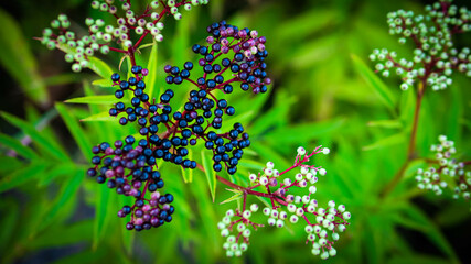 Beautiful elderberry bush top view. Ripe black elderberry.