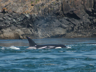 Orca Killer Whales