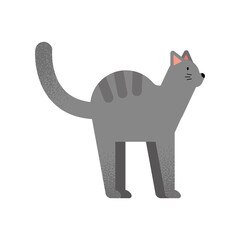 cute gray cat