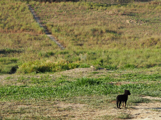 Fototapeta na wymiar Small puppy standing alone in front of a green path