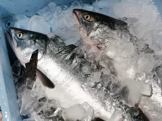 Foto op Canvas 冷凍した鮭 © makieni