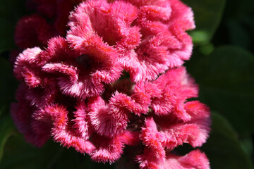 Bright Pink Celosia Cristata Plant
