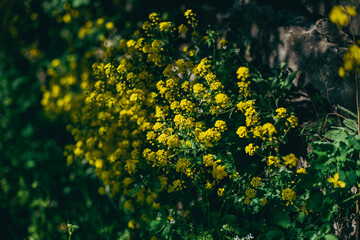green moss on the stone