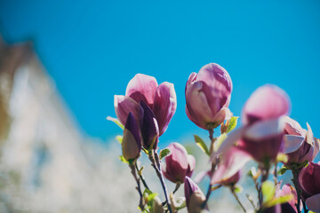 Obraz na płótnie Canvas pink tulips against blue sky