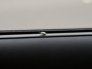 Small aphid crawling across the interior of a car window