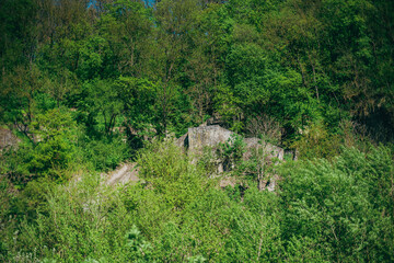 landscape with trees