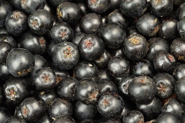 Chokeberries fruits cloeseup, aronia fruits background, fresh chokeberry ripe fruits.