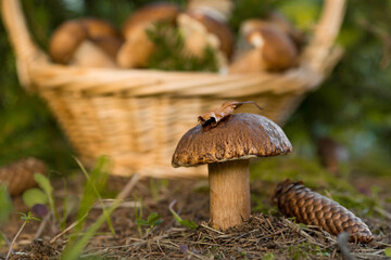 A noble, royal mushroom. Dark white or bronze boletus. Boletus mushroom in the spruce forest. Beautiful texture of the nature background.